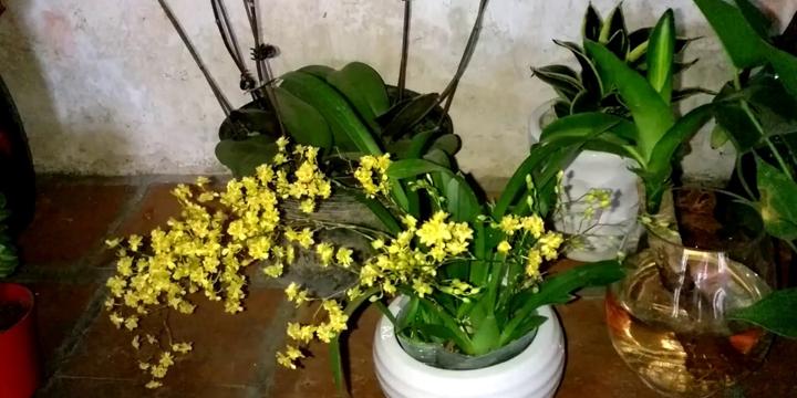 Trồng cây phong thủy trong nhà thêm thịnh vượng, phát lộc | Bói Tử Vi