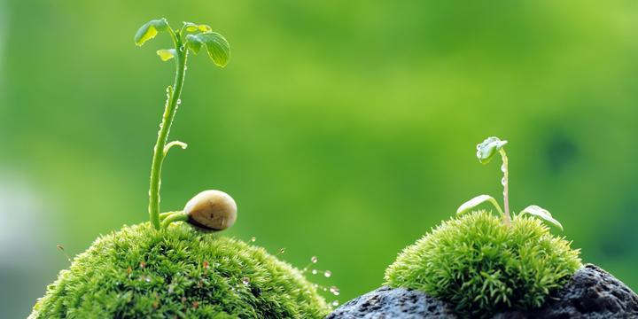 Mệnh Thủy hợp với cây gì? Chọn cây phong thủy cho người mệnh Thủy | Bói Tử Vi