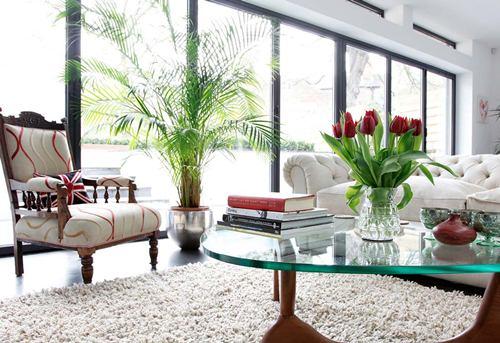 Cây cảnh phong thủy: Đặt ở vị trí nào trong nhà để “cầu gì được nấy”? | Bói Tử Vi