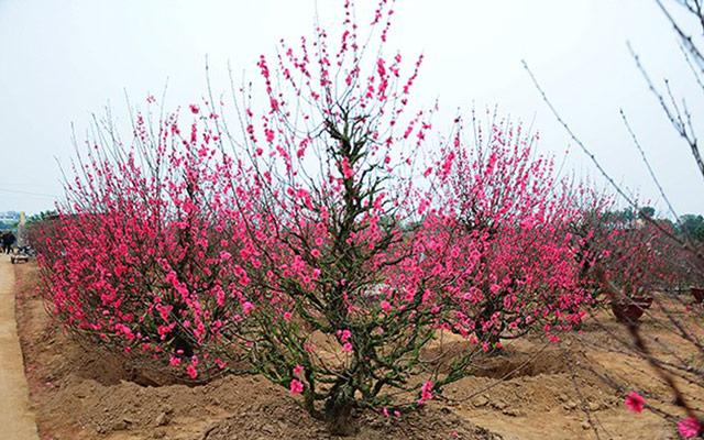 Những loài cây may mắn cát tường trong phong thủy | Bói Tử Vi