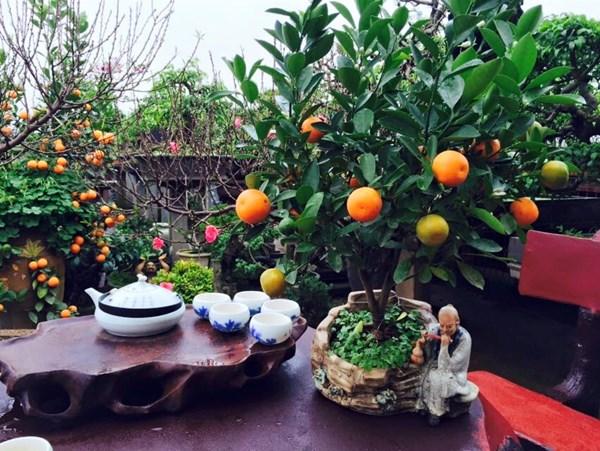 Những loài cây may mắn cát tường trong phong thủy | Bói Tử Vi