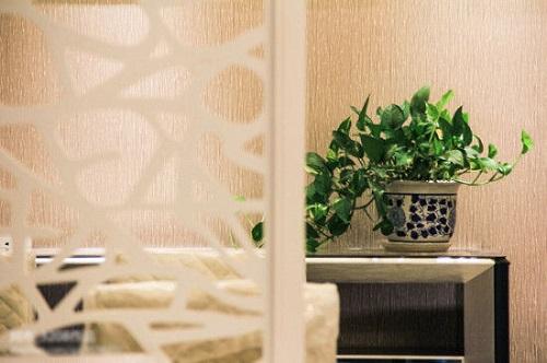 Gợi ý bày đúng loại cây để tăng cường phong thủy huyền quan | Bói Tử Vi