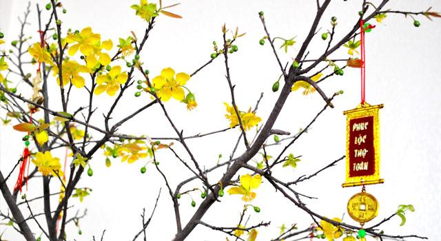 Những loài cây may mắn cát tường trong phong thủy | Bói Tử Vi
