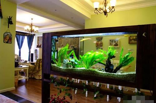 3 vị trí bày bể cá phong thủy dễ khiến gia chủ thất nghiệp | Bói Tử Vi