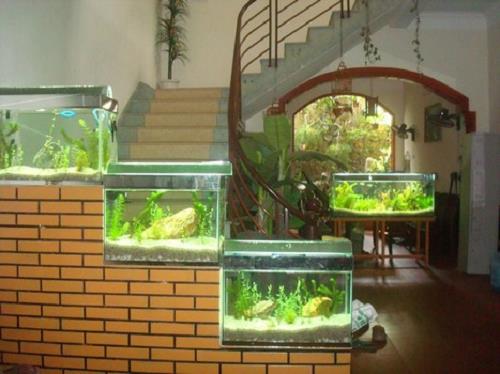 3 vị trí bày bể cá phong thủy dễ khiến gia chủ thất nghiệp | Bói Tử Vi