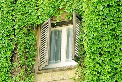 Muốn bình an, may mắn hãy trồng ngay cây thường xuân | Bói Tử Vi