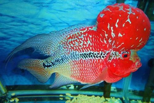 Chọn bể cá hợp phong thủy thôi là chưa đủ, muốn RƯỚC LỘC vào nhà, bạn còn phải biết chọn cá cảnh đúng “chuẩn” | Bói Tử Vi