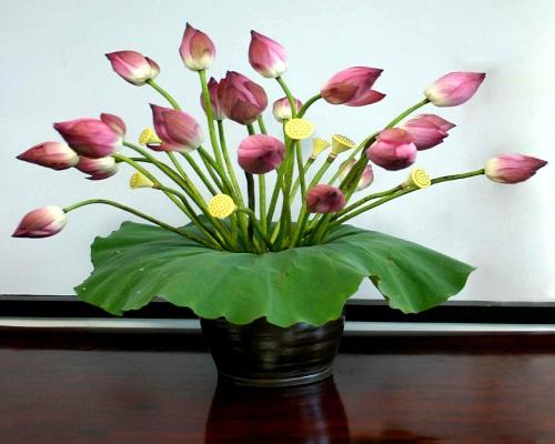 Bày 5 loại hoa này trong nhà không sớm thì muộn, kiểu gì cũng giàu | Bói Tử Vi
