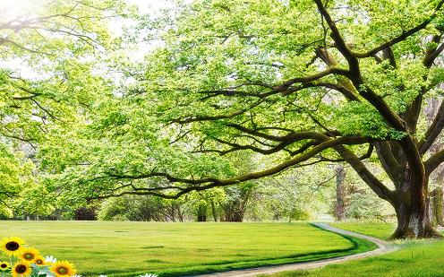 7 mẹo phong thủy tài lộc cho gia chủ tiền bạc dồi dào, muốn nghèo cũng khó | Bói Tử Vi