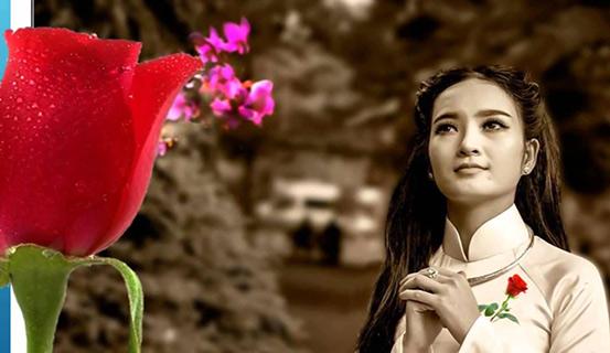 Tùy bút Bông hồng cài áo của Thiền sư Thích Nhất Hạnh | Bói Tử Vi
