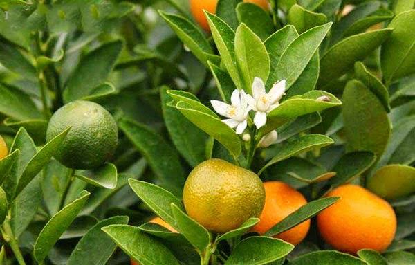 Nguồn gốc điềm lành và những điều kiêng kỵ trong ngày tết | Bói Tử Vi