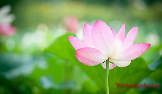 Những món ăn để cúng giỗ | Bói Tử Vi