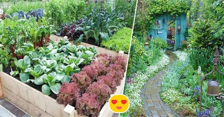 Khi già rồi, tôi sẽ tìm một mảnh vườn nhỏ, trước nhà trồng hoa, sau nhà trồng rau, một bữa trà đạm một bữa cơm thanh | Bói Tử Vi