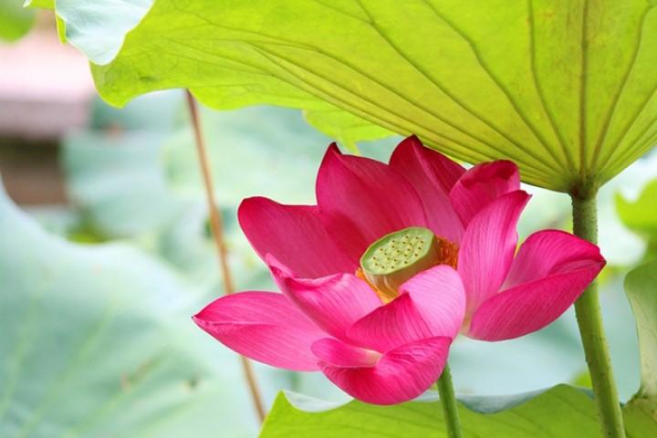 Phúc đức từ tâm mà ra, tham lam sẽ tự hại chính mình | Bói Tử Vi