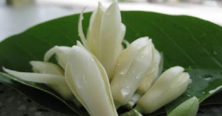 Bài Thuốc Chữa Vô Sinh Nổi Tiếng Mang Lại Hạnh Phúc Cho Rất Nhiều Các Cặp Vợ Chồng | Bói Tử Vi