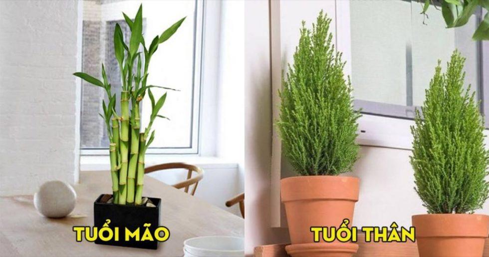 12 con giáp nên trồng cây gì ? Để hợp phong thủy giúp thu hút tiền bạc, tài lộc vào nhà | Bói Tử Vi