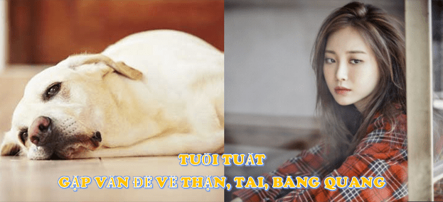 Dự báo về sức khỏe của 12 con giáp trong năm 2018 | Bói Tử Vi