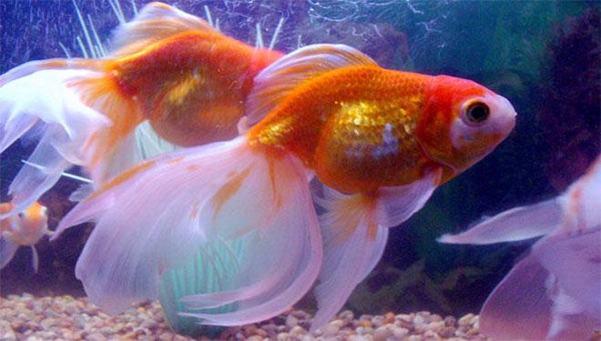 Ngủ mơ thấy 8 ĐIỀM BÁO này thì hãy mua vé số ngay, TIỀN BẠC sẽ ùn ùn kéo vào túi bạn | Bói Tử Vi