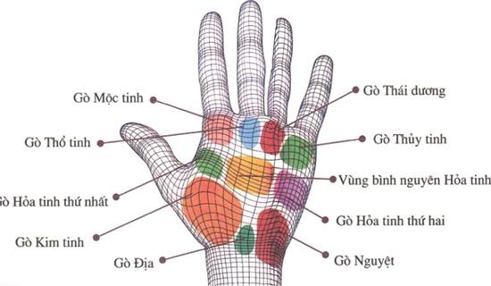 Xem bói tay, kiến thức cơ bản về gò lòng bàn tay của bạn | Bói Tử Vi