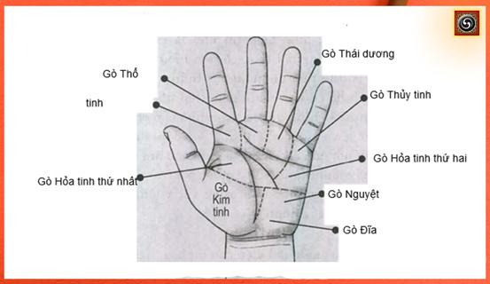 Xem bói tay, ý nghĩa của Gò bàn tay | Bói Tử Vi