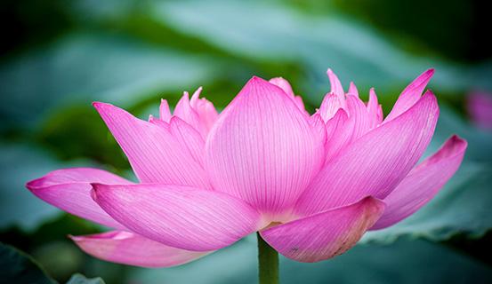 Tử vi trọn đời 2014 Bính Thân (nữ) | Bói Tử Vi