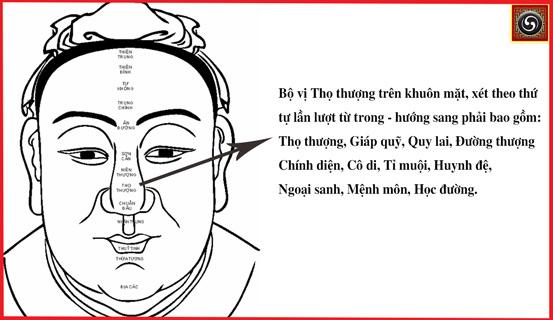 Bộ vị tài phú, tài lộc nằm ở đâu trên mặt? | Bói Tử Vi